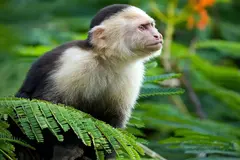 El calentamiento global altera el comportamiento social de los capuchinos cariblancos en Costa Rica