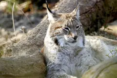Descubrimiento de lince euroasiático en Cantabria redefine su extinción en la península ibérica