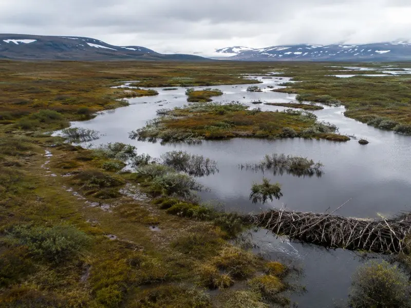 Castores migran al Ártico, transformando ecosistemas en un tiempo de cambio climático