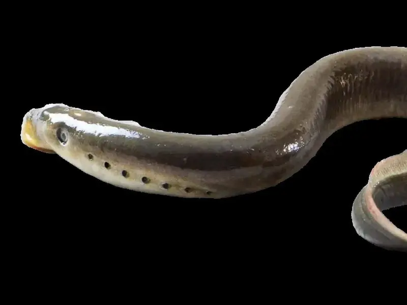 Aparece lamprea marina en peligro de extinción en la Rivera de Huelva