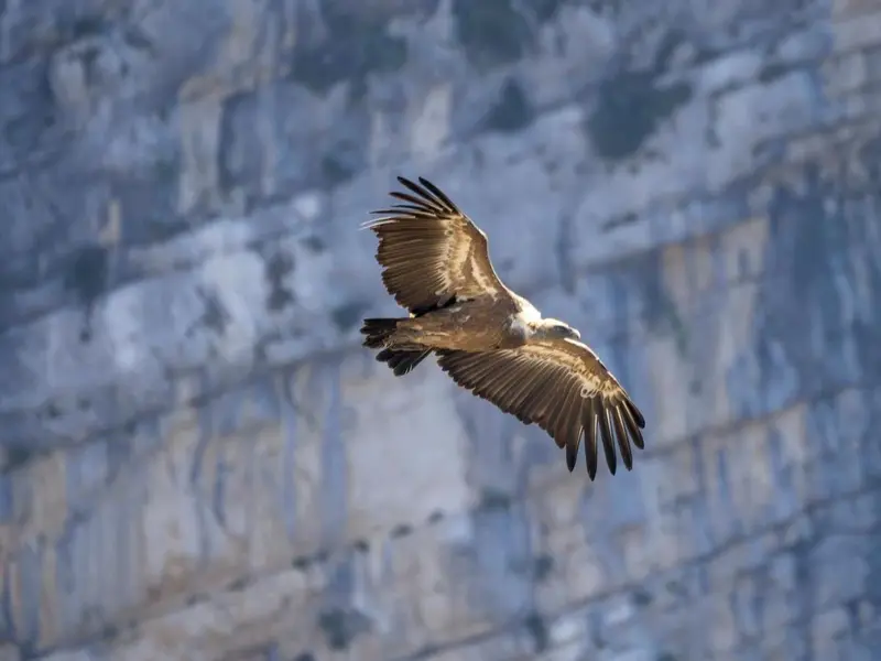 Corredores ecológicos: clave para la supervivencia del quebrantahuesos en España