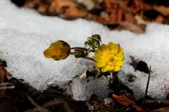 Investigación revela el riesgo de extinción de plantas alpinas por el cambio climático