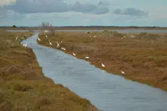 Subvenciones de hasta 20.000 € por hectárea para restaurar Doñana