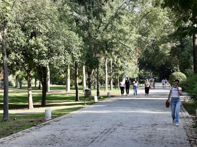 Sevilla y otras ciudades andaluzas reciben reconocimiento por gestión sostenible del arbolado