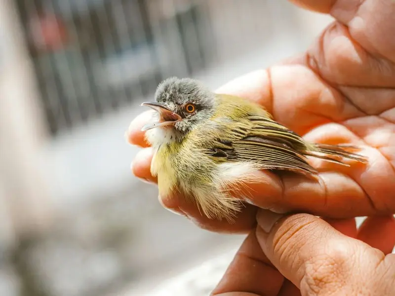 Centro de fauna en Asturias atendió 318 animales y advierte sobre riesgo humano a la biodiversidad