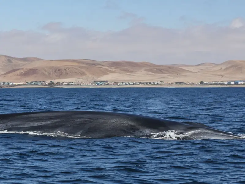 Las ballenas azules regresan al Atlántico tras 40 años de caza comercial