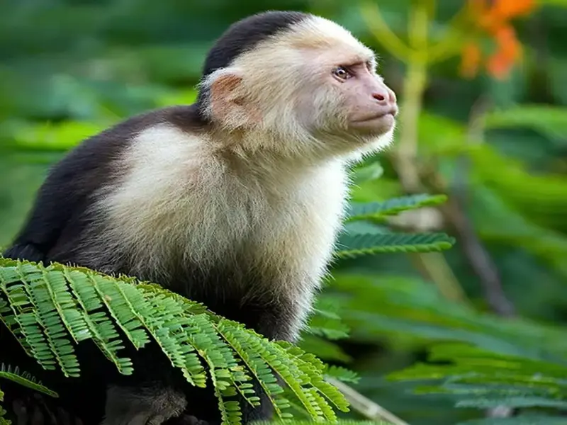 El calentamiento global altera el comportamiento social de los capuchinos cariblancos en Costa Rica