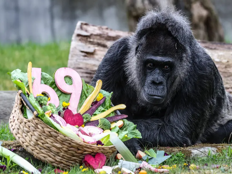 Fatou, la gorila más longeva del mundo, cumple 69 años en Berlín