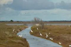 Urgente protección para Doñana: expertos alertan de un espejismo de recuperación