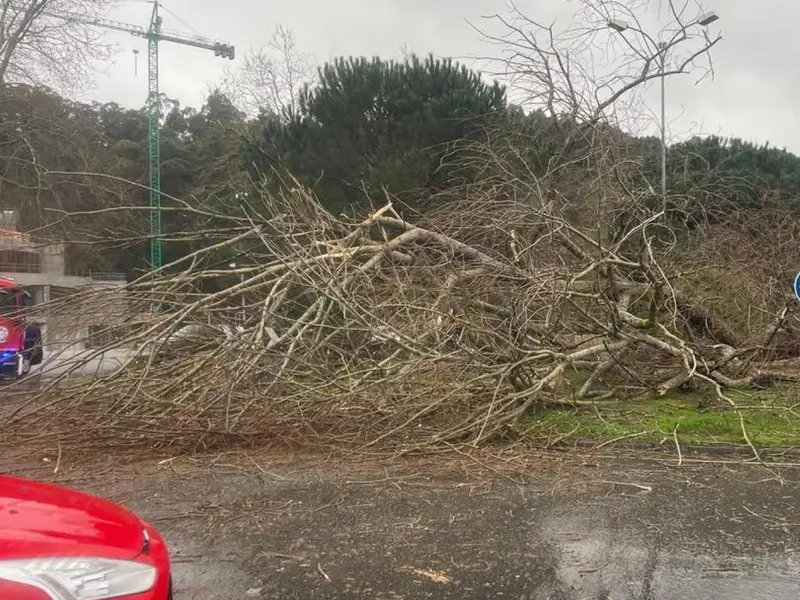 Un rayo derriba un emblemático chopo en Oleiros durante la tormenta del viernes