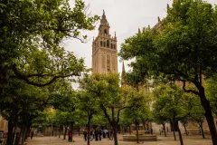 Los naranjos en Sevilla pueden bajar hasta 12 grados la temperatura del pavimento
