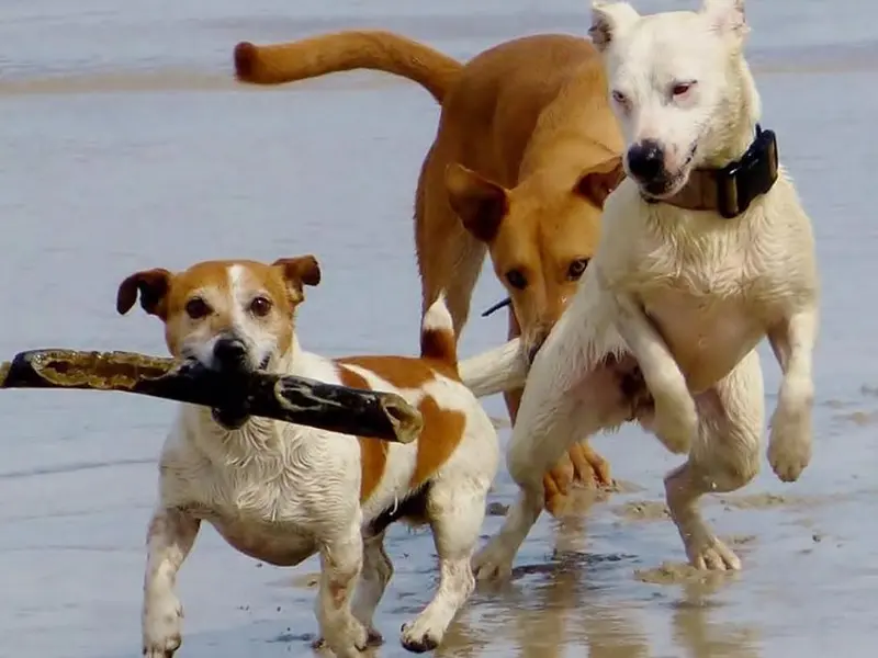 El PP de Oleiros propone una playa para perros en el municipio