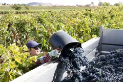 La vendimia en España se adelanta por el cambio climático y la falta de rentabilidad