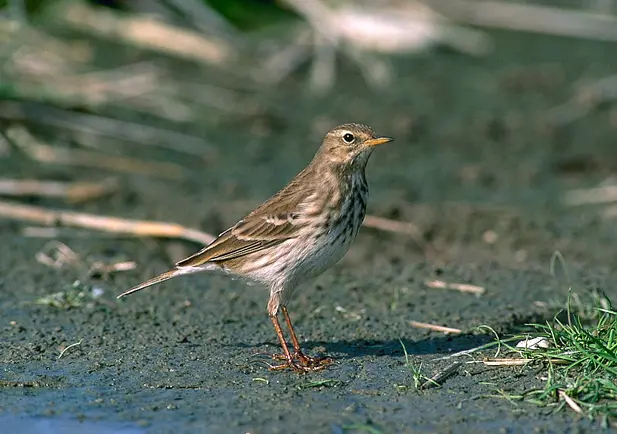 El cambio climático impacta la fauna de los Pirineos según el proyecto InBioPir