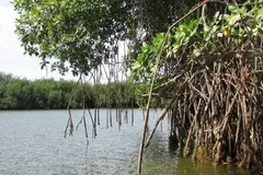 Los Manglares de Tumbes, un refugio natural amenazado por el crimen y la presión ambiental