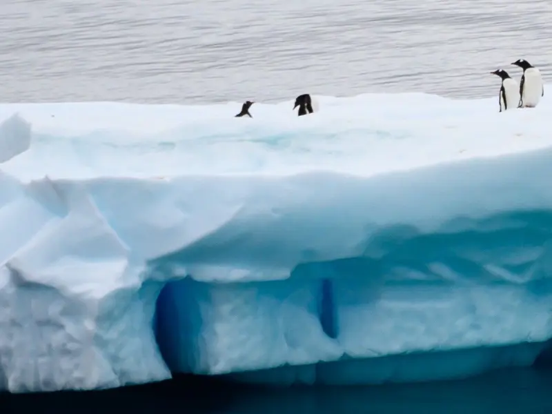 Día Mundial de los Pingüinos 2026 advierte sobre su extinción por el cambio climático
