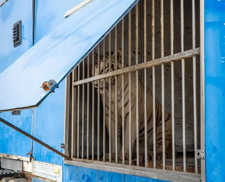 Sona, el último tigre circense, llega al santuario de Villena para su recuperación