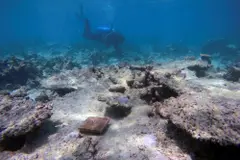 El cambio climático, clave en el blanqueamiento global de corales, según nuevo estudio