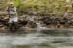 El salmón en Asturias enfrenta su temporada de pesca ante un alarmante descenso poblacional