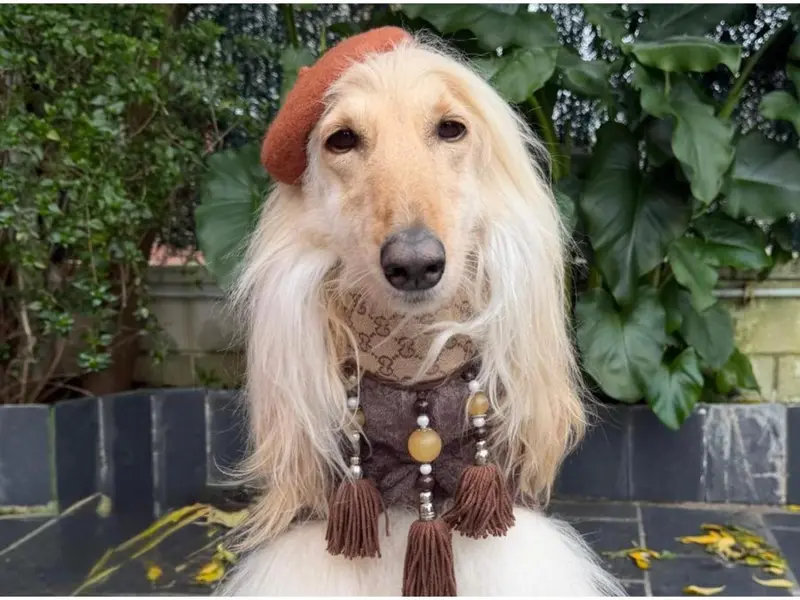 Catalina, la galga afgana de Oleiros, brilla como modelo en la nueva campaña de Zara Kids