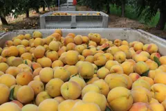 Agricultores de California arrancan 420.000 árboles para evitar pérdidas económicas