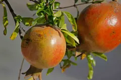 El granado, el árbol ideal para jardines urbanos por su bajo consumo de agua