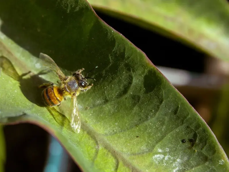 Canarias identifica 146 especies de abejas silvestres, con tres nuevas para la ciencia