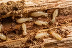 Investigadores encuentran un método natural eficaz contra termitas de madera
