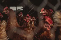 Controversia por la macrogranja avícola en El Pobo: 2 millones de gallinas amenazan el equilibrio rural