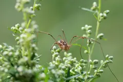 Arañas segadores en Ecuador: nuevos depredadores de ranas en ecosistemas tropicales
