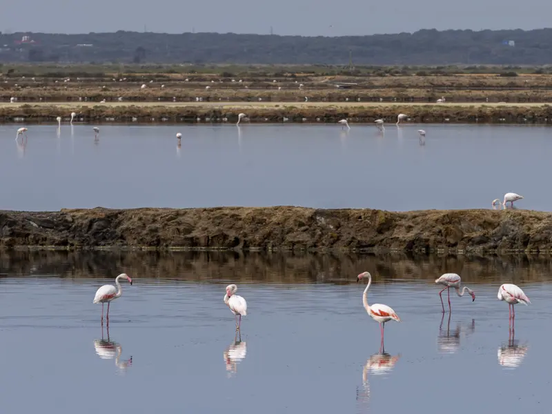 Las Marismas del Odiel, un modelo de resiliencia ante el cambio climático