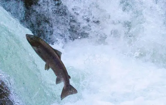 Asturias y Cantabria evaluarán la protección del salmón tras la temporada de pesca