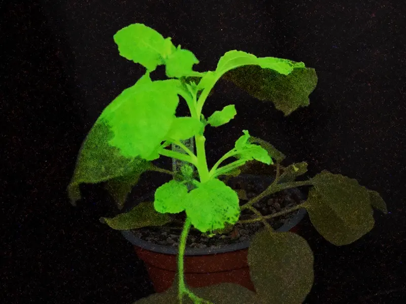Desarrollo de plantas bioluminiscentes para detección temprana de plagas en cultivos