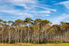 Alerta sobre la extinción de plantas: hasta el 16% en riesgo por crisis climática