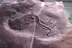 Descubrimiento revela que el fósil de pulpo más antiguo era un nautilo de 300 millones de años