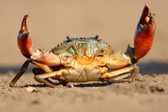Descubren origen de la marcha lateral en cangrejos y su impacto evolutivo