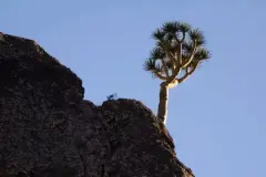 Gran Canaria lanza un plan para salvar al drago, especie en peligro de extinción