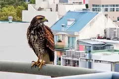 Tarragona implementa cajas nido para aves rapaces y controla plagas urbanas