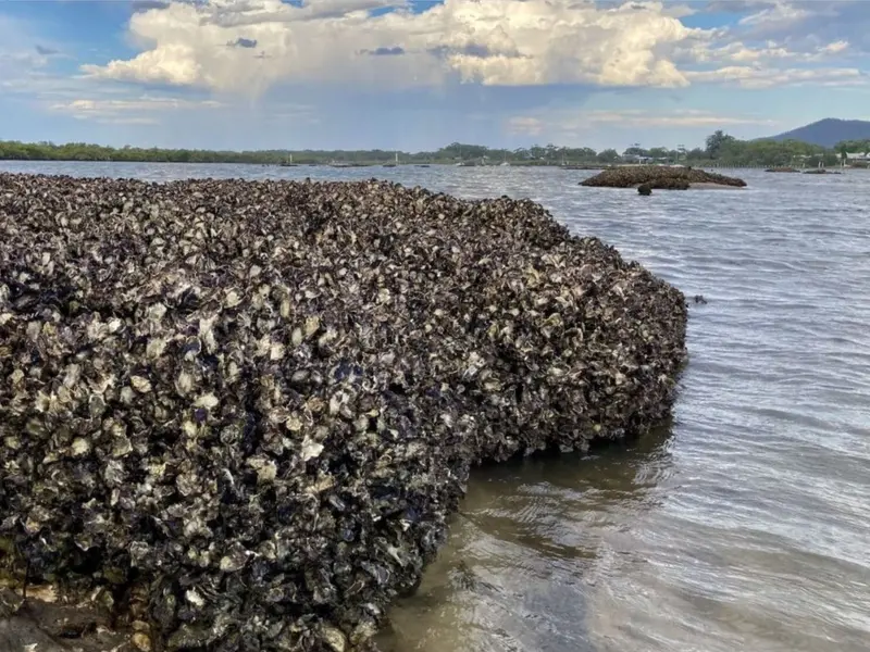 Nuevo estudio revela cómo restaurar eficazmente los arrecifes de ostras