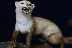 Descubren fósil en España que redefine la evolución de las comadrejas