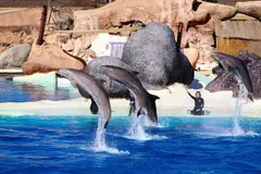 PACMA se opone al traslado de orcas y delfines a centros marinos en España