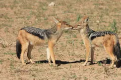 El chacal común podría ocupar el 75% de Europa ante el declive del lobo