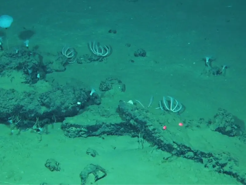Descubren el mayor cementerio de ballenas en el océano Índico con restos antiguos