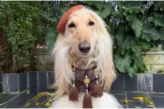 Catalina, la galga afgana de Oleiros, brilla como modelo en la nueva campaña de Zara Kids