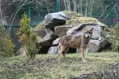 Demandan al TSXG declarar inconstitucional la desprotección del lobo ibérico en Galicia