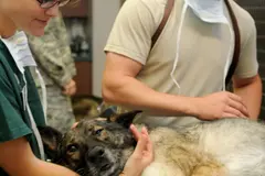 El Día Mundial del Veterinario 2026 resalta su importancia en salud y seguridad alimentaria