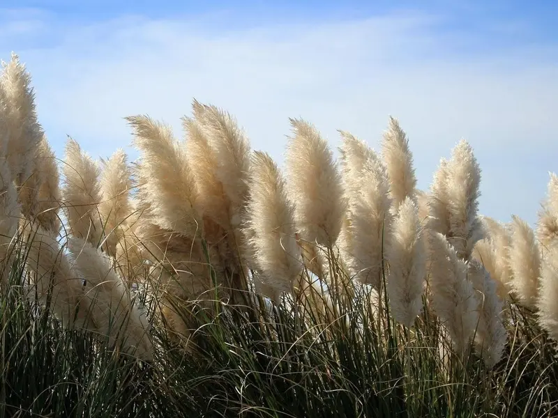 El abandono agrícola en España impulsa la llegada de especies invasoras