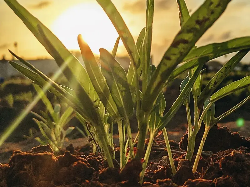 Córdoba acogerá el Foro Regenera Iberia 2026 para impulsar la agricultura sostenible