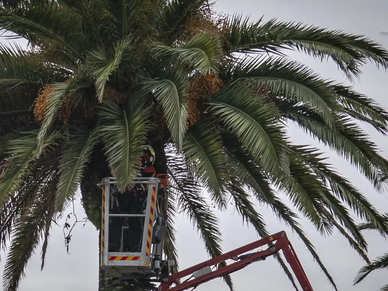 Chips en palmeras de Sevilla para prevenir robos de vegetación ornamental