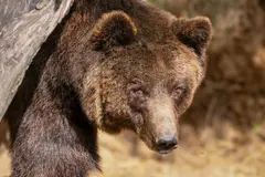 Iniciativa LoupO: convivencia entre osos, lobos y actividad rural en los Pirineos